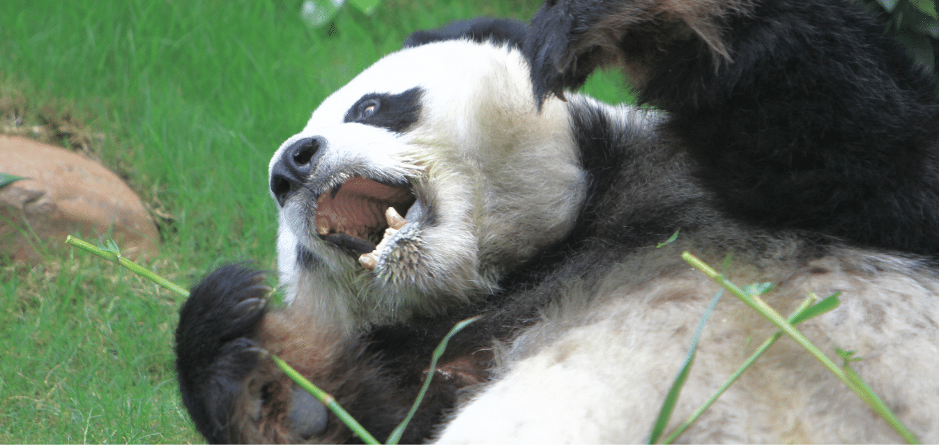 Ocean Park Panda base